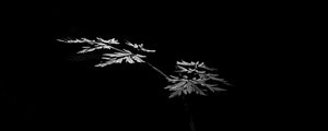 Preview wallpaper leaves, plant, black and white, black