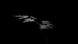 Preview wallpaper leaves, plant, black and white, black