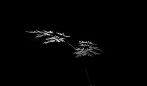 Preview wallpaper leaves, plant, black and white, black