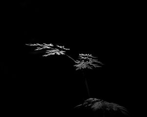 Preview wallpaper leaves, plant, black and white, black