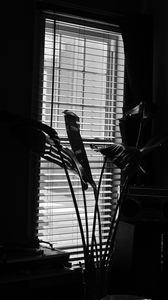 Preview wallpaper leaves, plant, blinds, bw, aesthetic