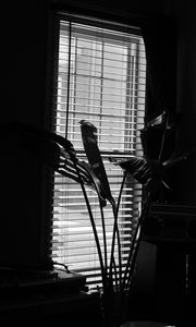 Preview wallpaper leaves, plant, blinds, bw, aesthetic