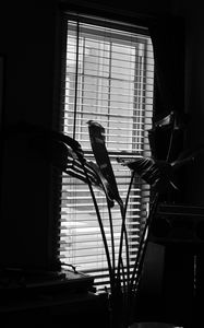 Preview wallpaper leaves, plant, blinds, bw, aesthetic