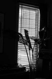 Preview wallpaper leaves, plant, blinds, bw, aesthetic