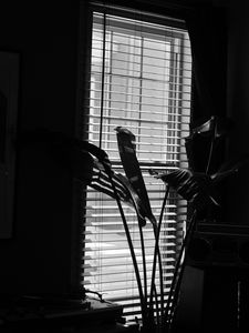 Preview wallpaper leaves, plant, blinds, bw, aesthetic