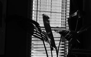 Preview wallpaper leaves, plant, blinds, bw, aesthetic