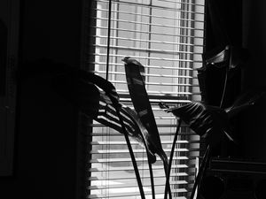 Preview wallpaper leaves, plant, blinds, bw, aesthetic