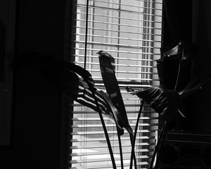 Preview wallpaper leaves, plant, blinds, bw, aesthetic