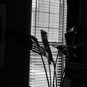 Preview wallpaper leaves, plant, blinds, bw, aesthetic