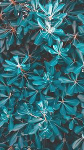 Preview wallpaper leaves, plant, blue