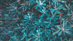 Preview wallpaper leaves, plant, blue