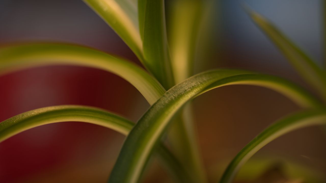 Wallpaper leaves, plant, blur, green, macro