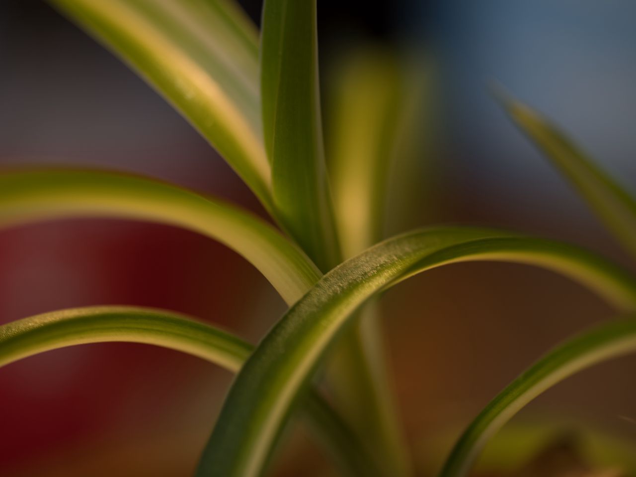 1280x960 Wallpaper leaves, plant, blur, green, macro