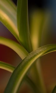 Preview wallpaper leaves, plant, blur, green, macro