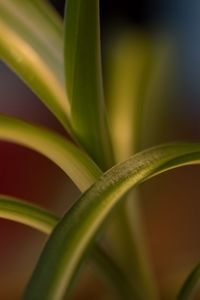 Preview wallpaper leaves, plant, blur, green, macro