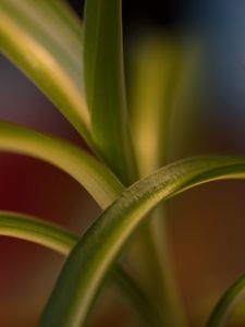 Preview wallpaper leaves, plant, blur, green, macro