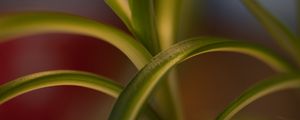 Preview wallpaper leaves, plant, blur, green, macro