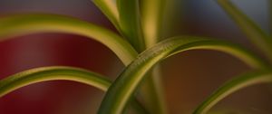 Preview wallpaper leaves, plant, blur, green, macro