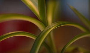 Preview wallpaper leaves, plant, blur, green, macro