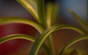 Preview wallpaper leaves, plant, blur, green, macro