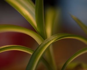 Preview wallpaper leaves, plant, blur, green, macro