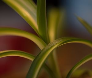 Preview wallpaper leaves, plant, blur, green, macro