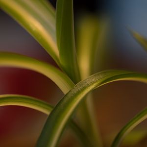 Preview wallpaper leaves, plant, blur, green, macro
