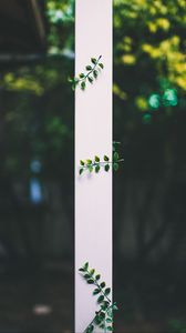 Preview wallpaper leaves, plant, blur, strip