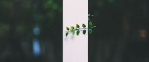 Preview wallpaper leaves, plant, blur, strip