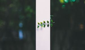 Preview wallpaper leaves, plant, blur, strip