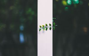 Preview wallpaper leaves, plant, blur, strip