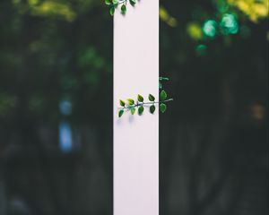 Preview wallpaper leaves, plant, blur, strip