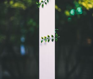 Preview wallpaper leaves, plant, blur, strip