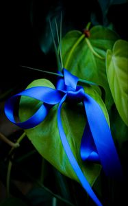 Preview wallpaper leaves, plant, bow, macro, blue, green, dark