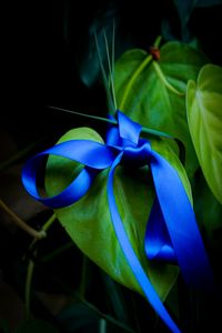 Preview wallpaper leaves, plant, bow, macro, blue, green, dark