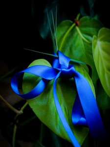 Preview wallpaper leaves, plant, bow, macro, blue, green, dark