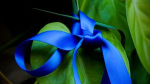 Preview wallpaper leaves, plant, bow, macro, blue, green, dark