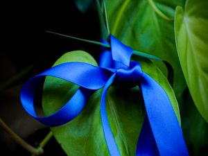 Preview wallpaper leaves, plant, bow, macro, blue, green, dark