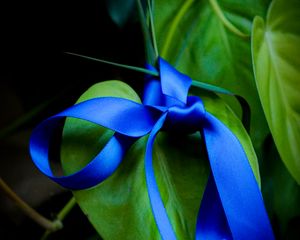 Preview wallpaper leaves, plant, bow, macro, blue, green, dark