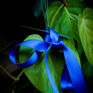 Preview wallpaper leaves, plant, bow, macro, blue, green, dark