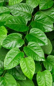 Preview wallpaper leaves, plant, branch, green, macro, surface