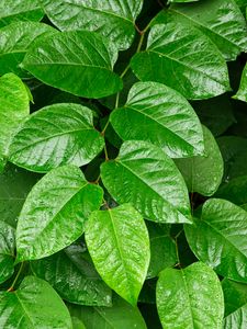 Preview wallpaper leaves, plant, branch, green, macro, surface