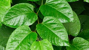 Preview wallpaper leaves, plant, branch, green, macro, surface