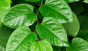 Preview wallpaper leaves, plant, branch, green, macro, surface