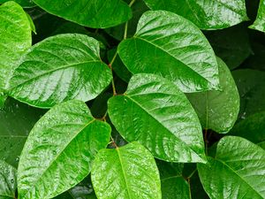 Preview wallpaper leaves, plant, branch, green, macro, surface