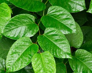 Preview wallpaper leaves, plant, branch, green, macro, surface