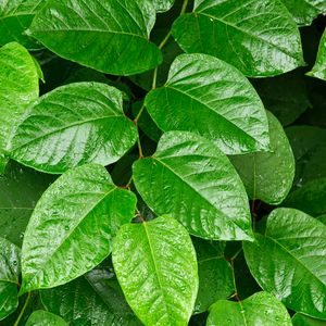 Preview wallpaper leaves, plant, branch, green, macro, surface