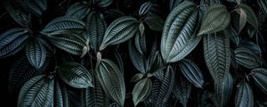 Preview wallpaper leaves, plant, branches, dark