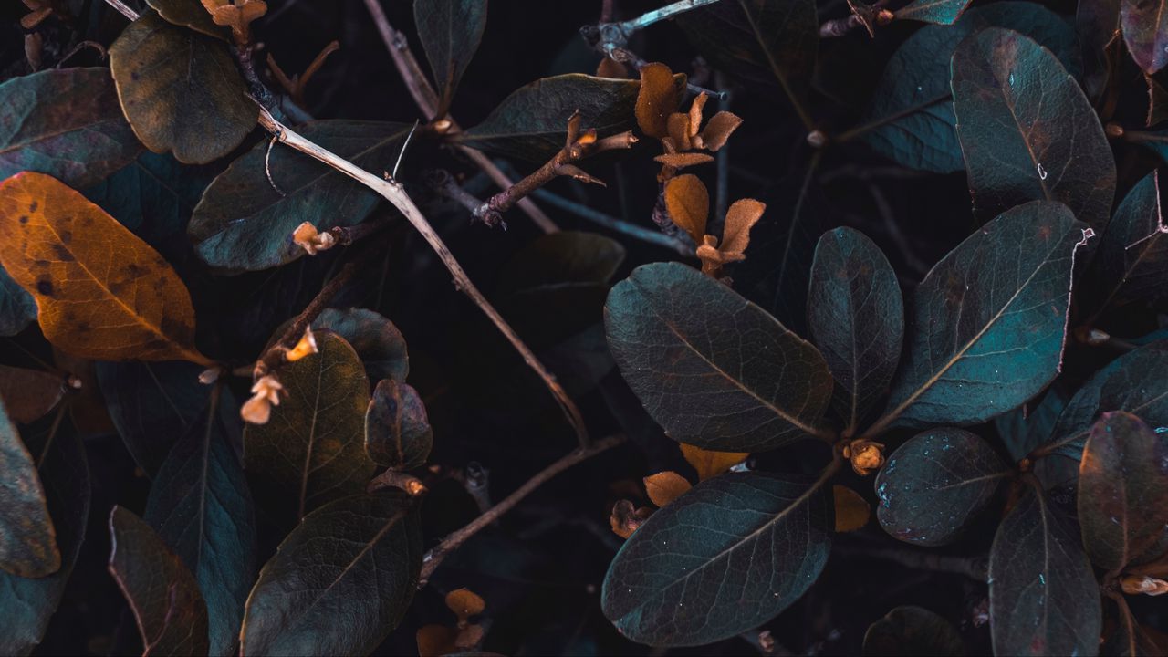 Wallpaper leaves, plant, branches
