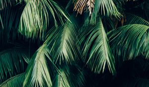 Preview wallpaper leaves, plant, branches, green, brown